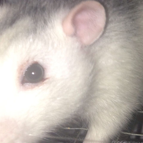 Hilfe Ratte Blutet Aus Auge Was Kann Ich Bis Montag Tun Foto Tiere Angst Augen