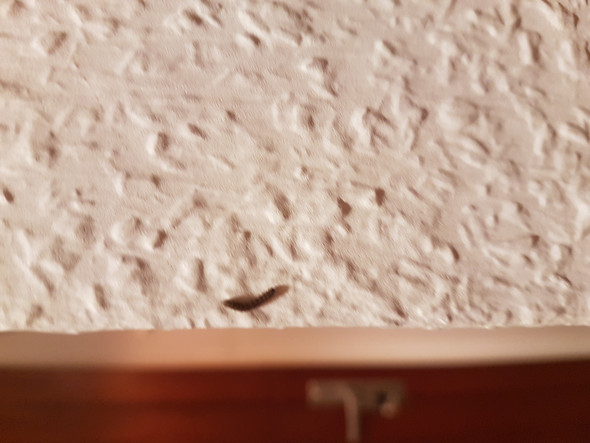 Hilfe Raupe In Der Wohnung Larven Raupenart Dachgeschosswohnung