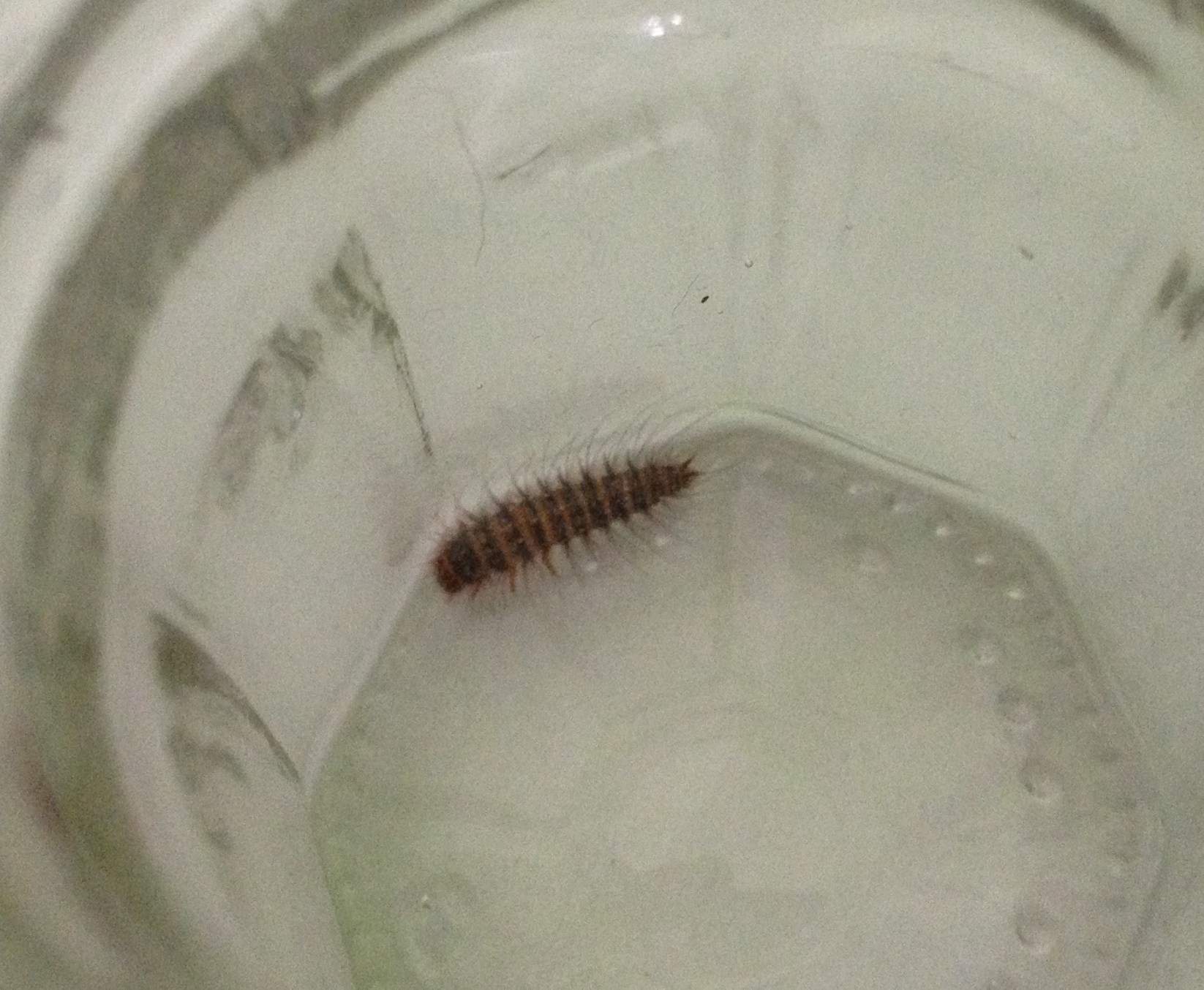 Tschüss ablassen Entsprechend raupen in der küche an der decke ...