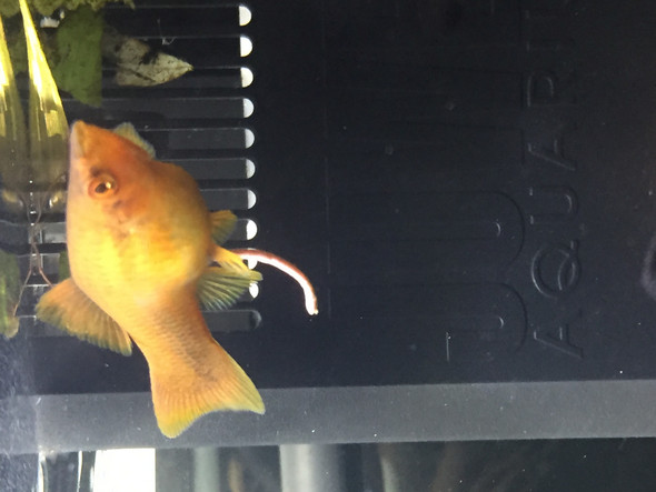 Hilfe Sind Meine Fische Krank Schwanger Aquarium Aquaristik Aquariumfische Hilfe Sind Meine Fische Krank Schwanger Aquarium Aquaristik Aquariumfische