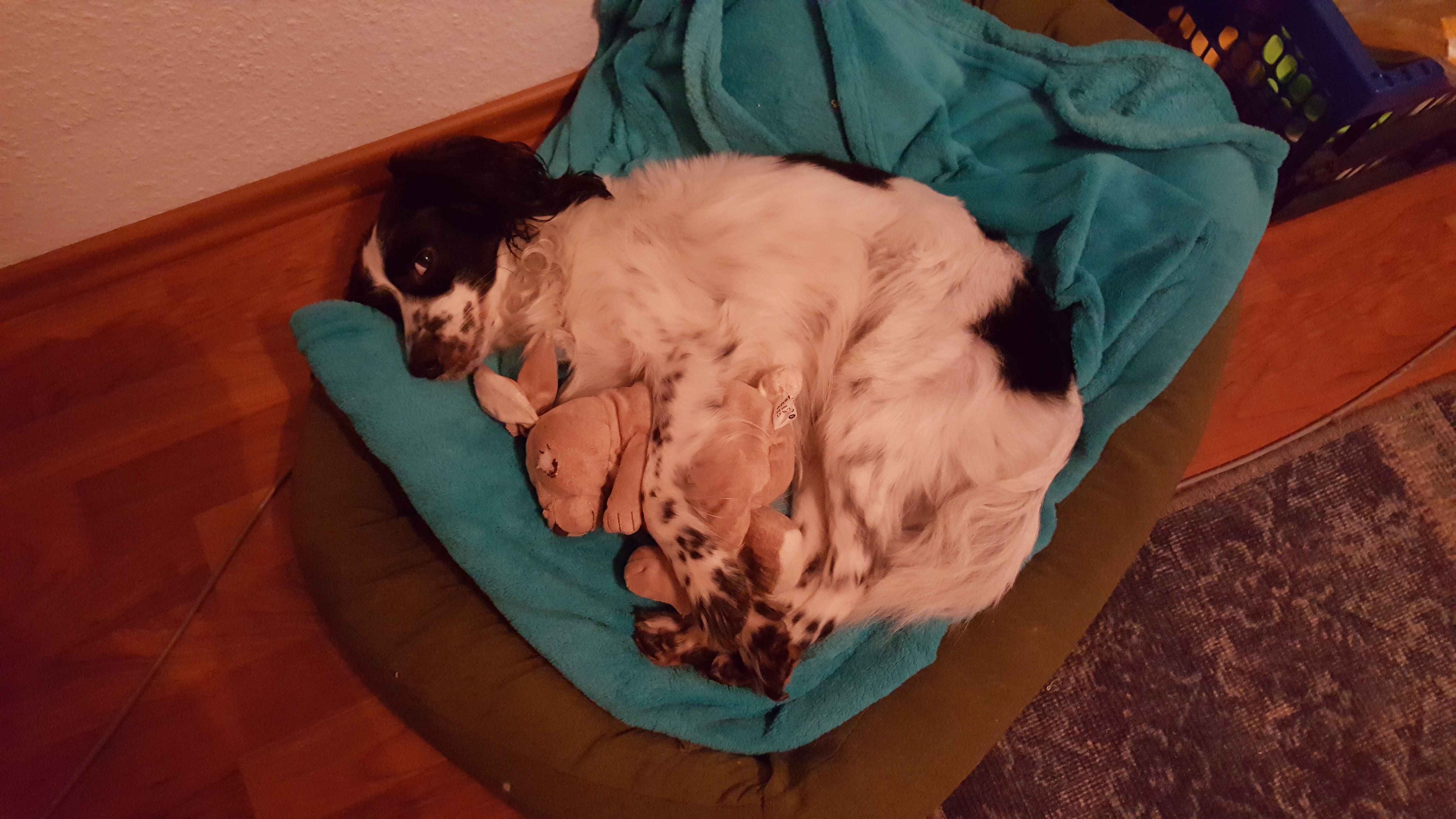 Hilfe, sollte ich meinen Hund abgeben? (Tiere, Zeit, ängstlich)