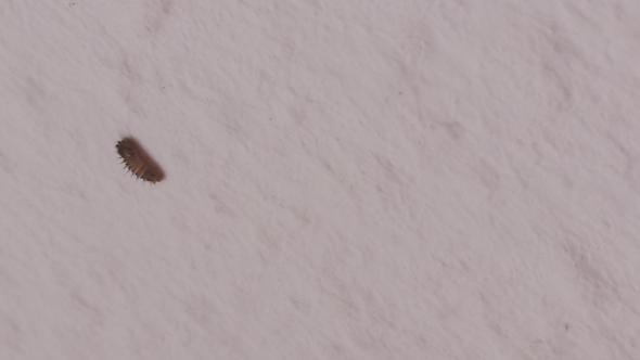 Hilfe Speckkaferlarven Gefunden Was Kann Ich Denn Dagegen Machen