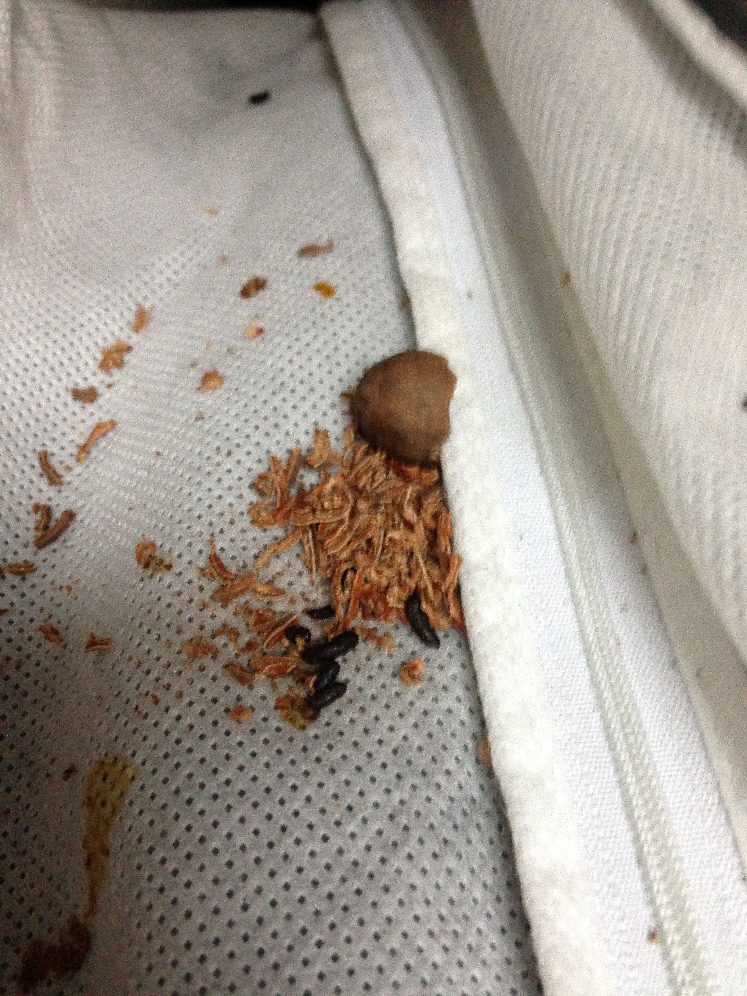 Ich habe Tierkot im Schrank entdeckt - was ist das für ein Tier, und