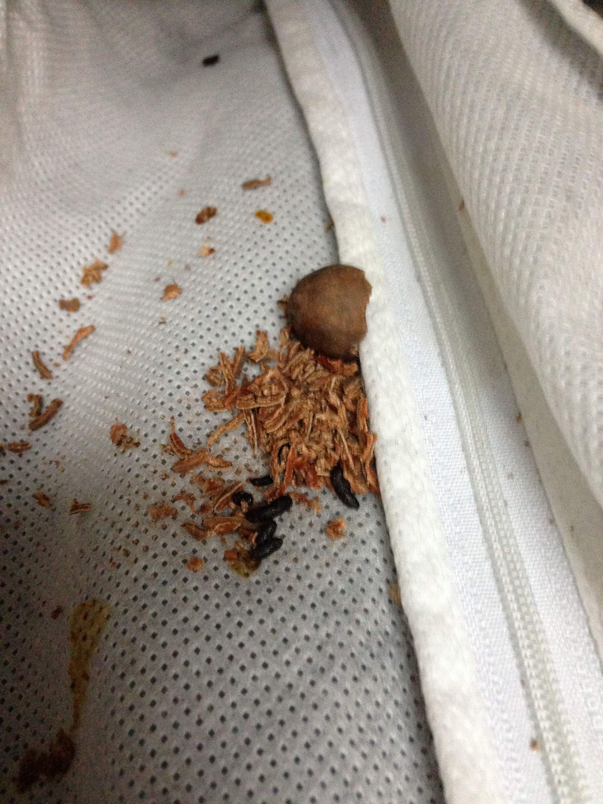 Ich habe Tierkot im Schrank entdeckt - was ist das für ein Tier, und