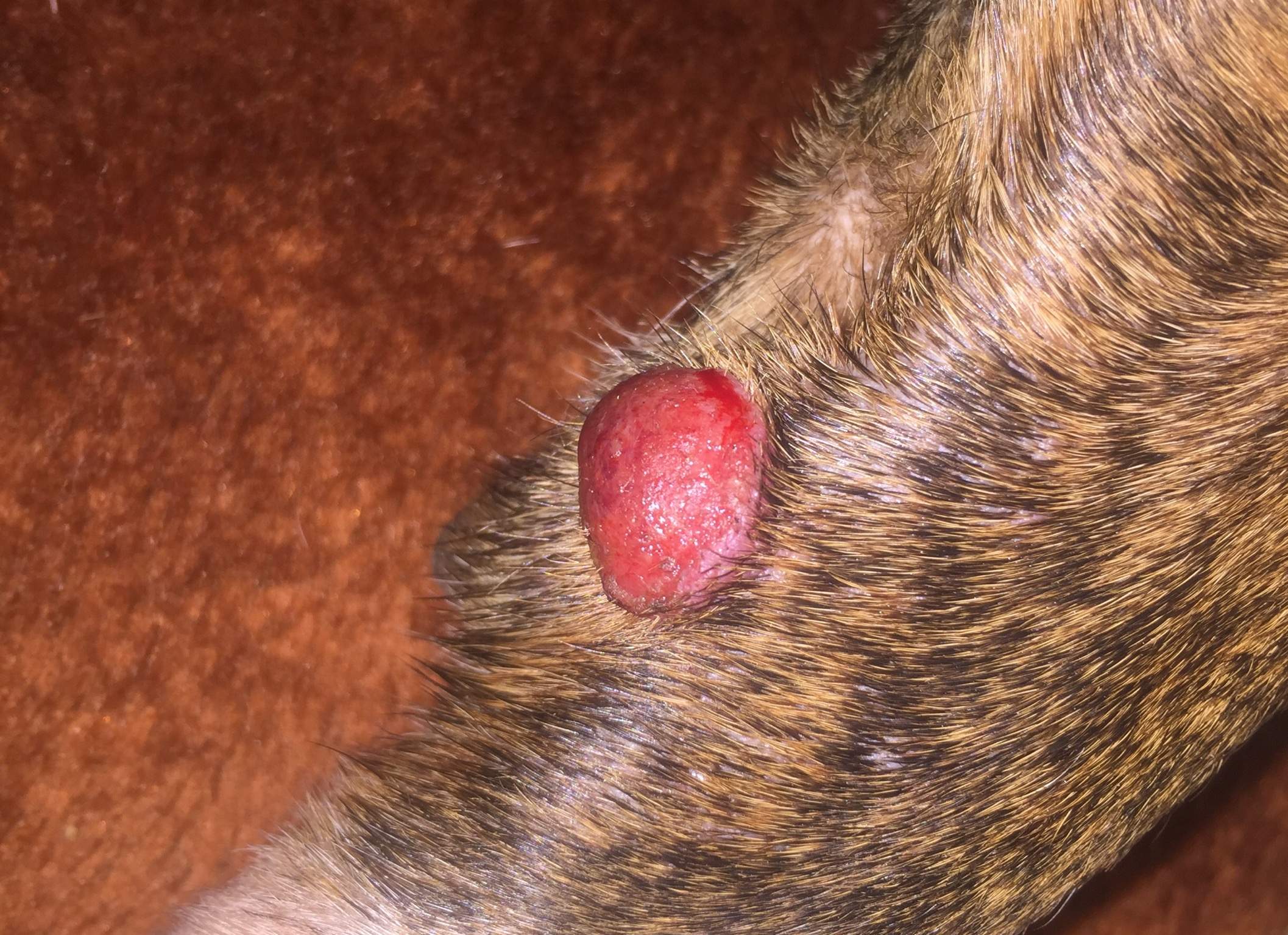 Hilfe um meinem Hund