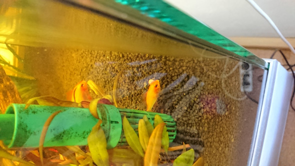 Hilfe! Unser Fisch hat ein Glotzauge? (Fische, Aquarium, Aquaristik)