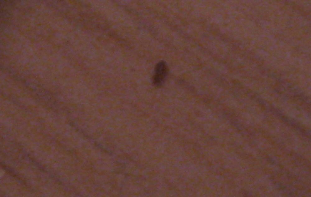 hilfe! viele winzige hellbraune Käfer in meinem Zimmer! (Ungeziefer)