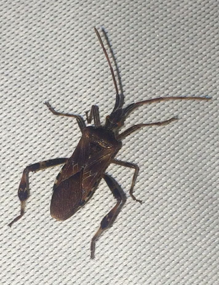 HILFE! Was für ein Käfer ist das? (Wohnung, Insekten ...
