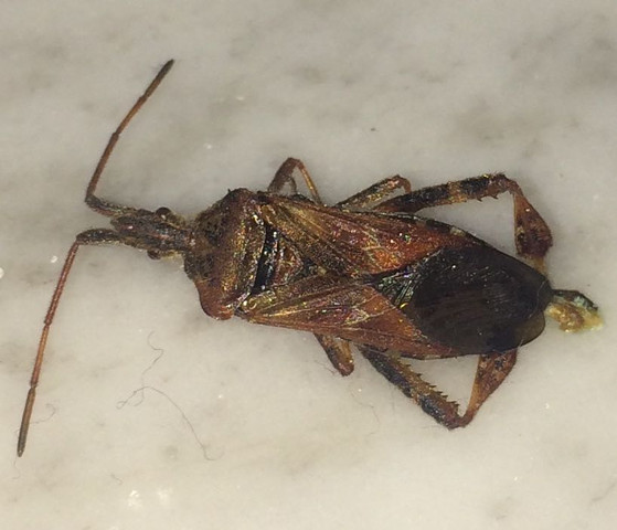 Käfer im Flur - (Wohnung, Insekten, Ungeziefer)