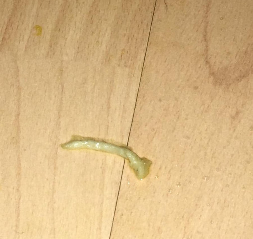 Hilfe was hat mein Hund Würmer?? (Krankheit)