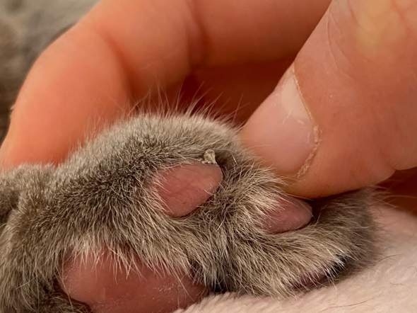 hilfe was hat meine katze an der pfote es sieht aus wie eine warze tiere tierarzt allgemein