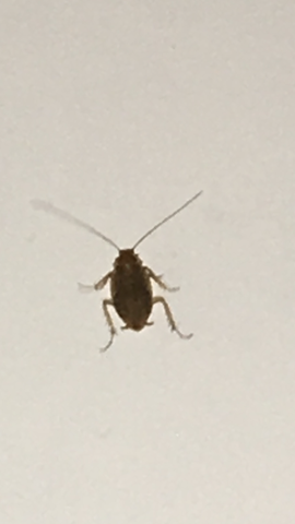 Käfer - (Natur, Insekten, Käfer)