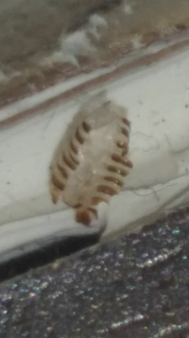 Hilfe Was Ist Das Fur Eine Larve Insekten Parasiten Larven
