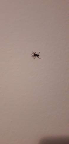 Hilfe Was Ist Das Fur Eine Spinne An Der Wand Angst Hilfe Was Ist Das Fur Eine Spinne An Der Wand Angst
