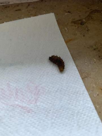 Hilfe Was Ist Das Insekt Larve Wohnung Garten Insekten