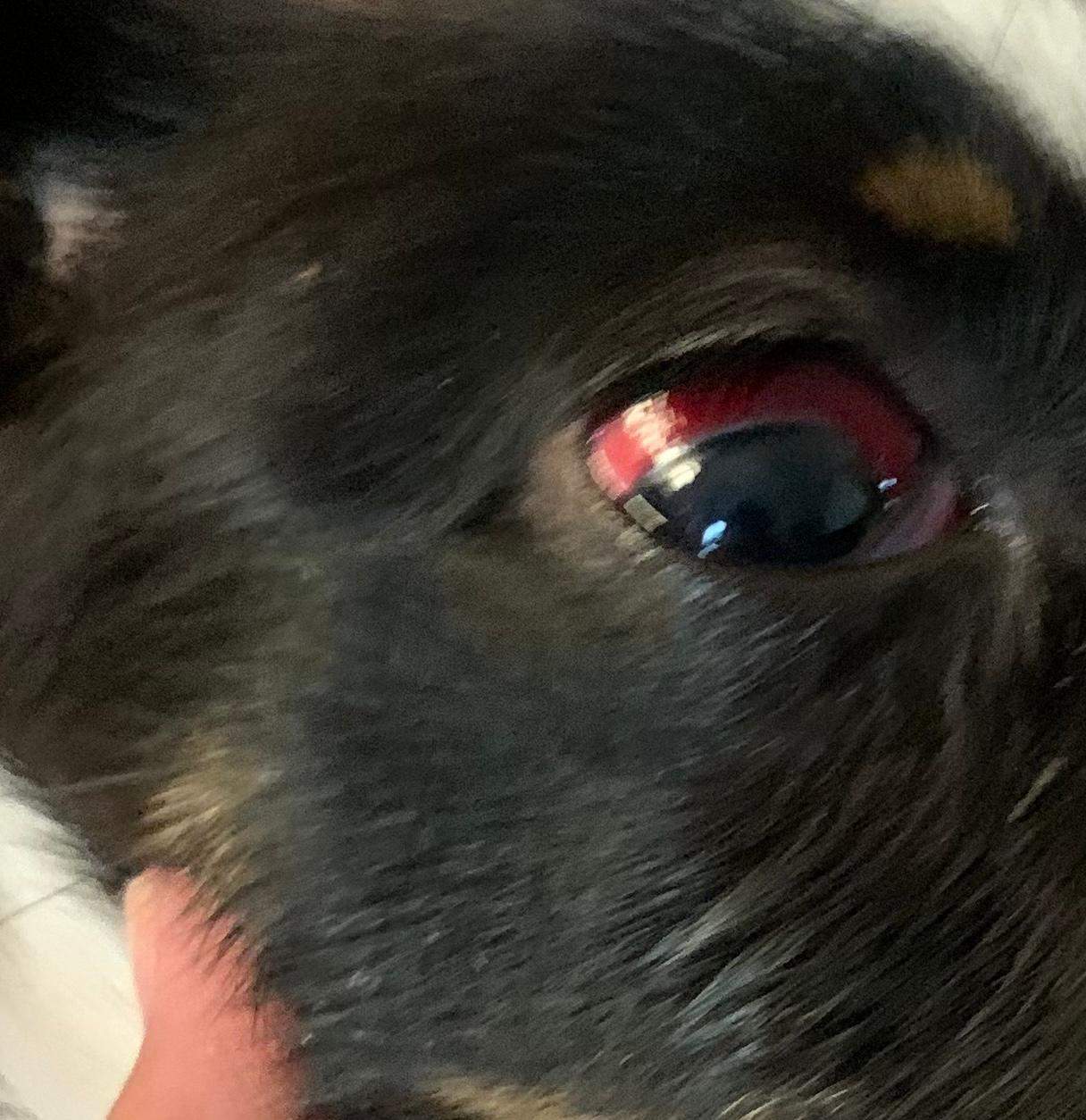 HILFE Was ist mit dem Auge meines Hundes los? (Gesundheit, Hund, Augen)