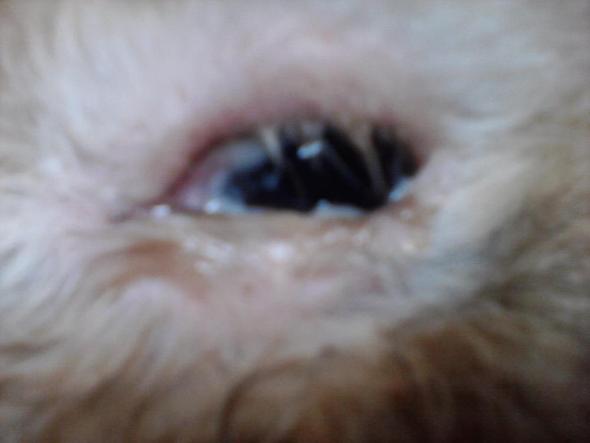 Das Auge - (Augen, Kaninchen, Verletzung)