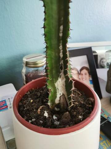 Hilfe was ist mit meinem Kaktus?