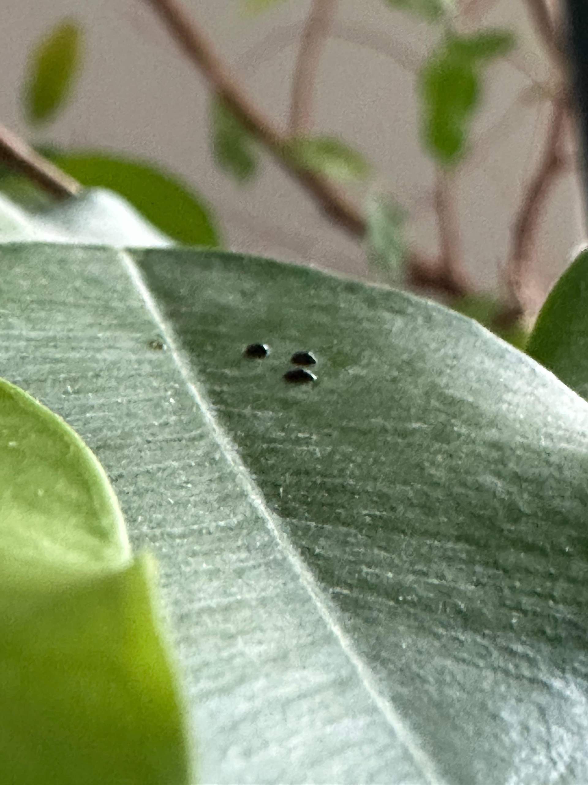 Hilfe! Was sind das fr schwarze Punkte auf meiner Pflanze?  (Pflanzenpflege, Schdlinge, Ungeziefer)