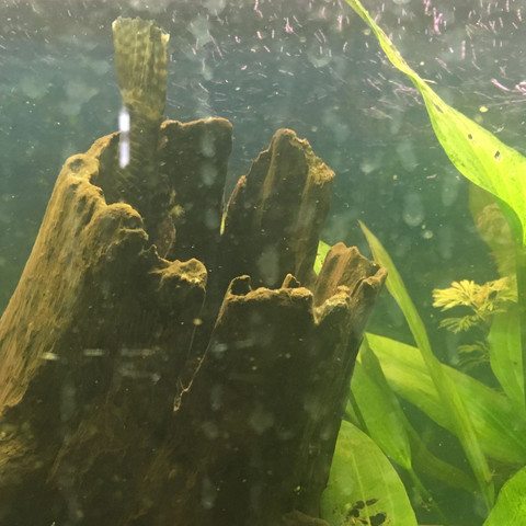 Hilfe was soll ich machen meine Antennenwels Eier werden von anderen  gegessen? (Fische, Aquarium)