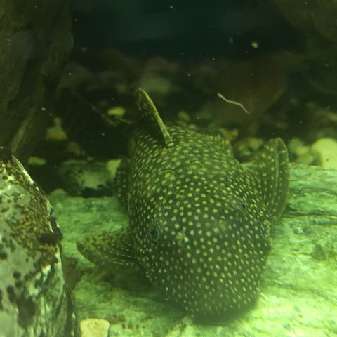 Hilfe was soll ich machen meine Antennenwels Eier werden von anderen  gegessen? (Fische, Aquarium)