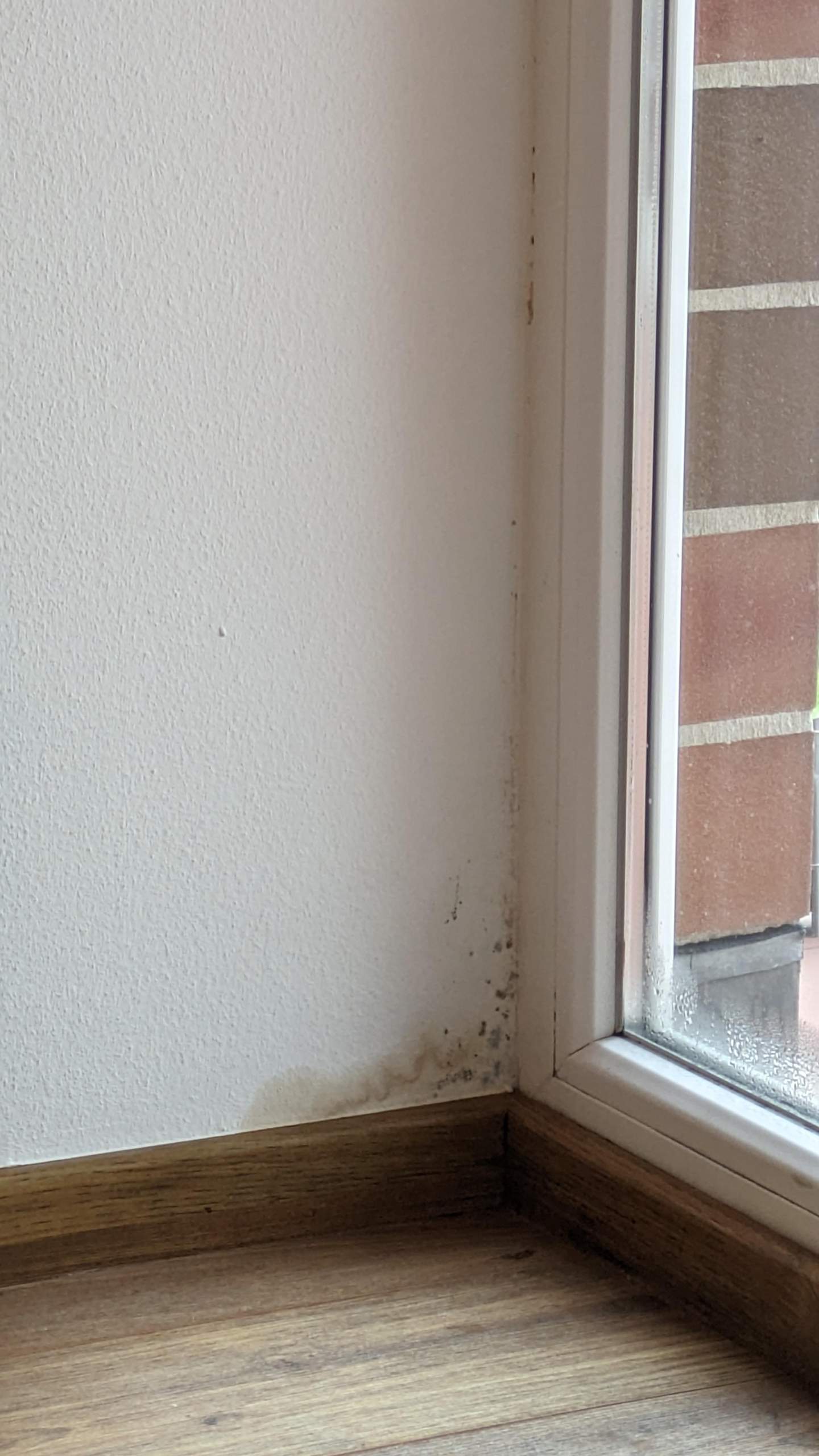 Hilfe! Was tun wenn Schimmel sich auf der Wand im Schlafzimmer gebildet hat? (Haushalt, feucht