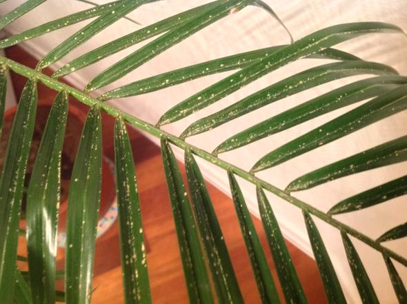 Hilfe Weisse Punkte Auf Palme Pflanzen Schadlinge