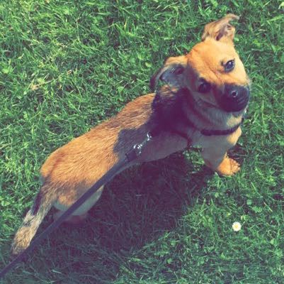 8 Monate - (Hund, Mischling)