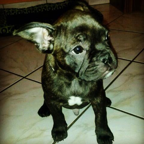hilfe welpe 13 wochen blut im stuhl nicht geimpft hund welpen impfung