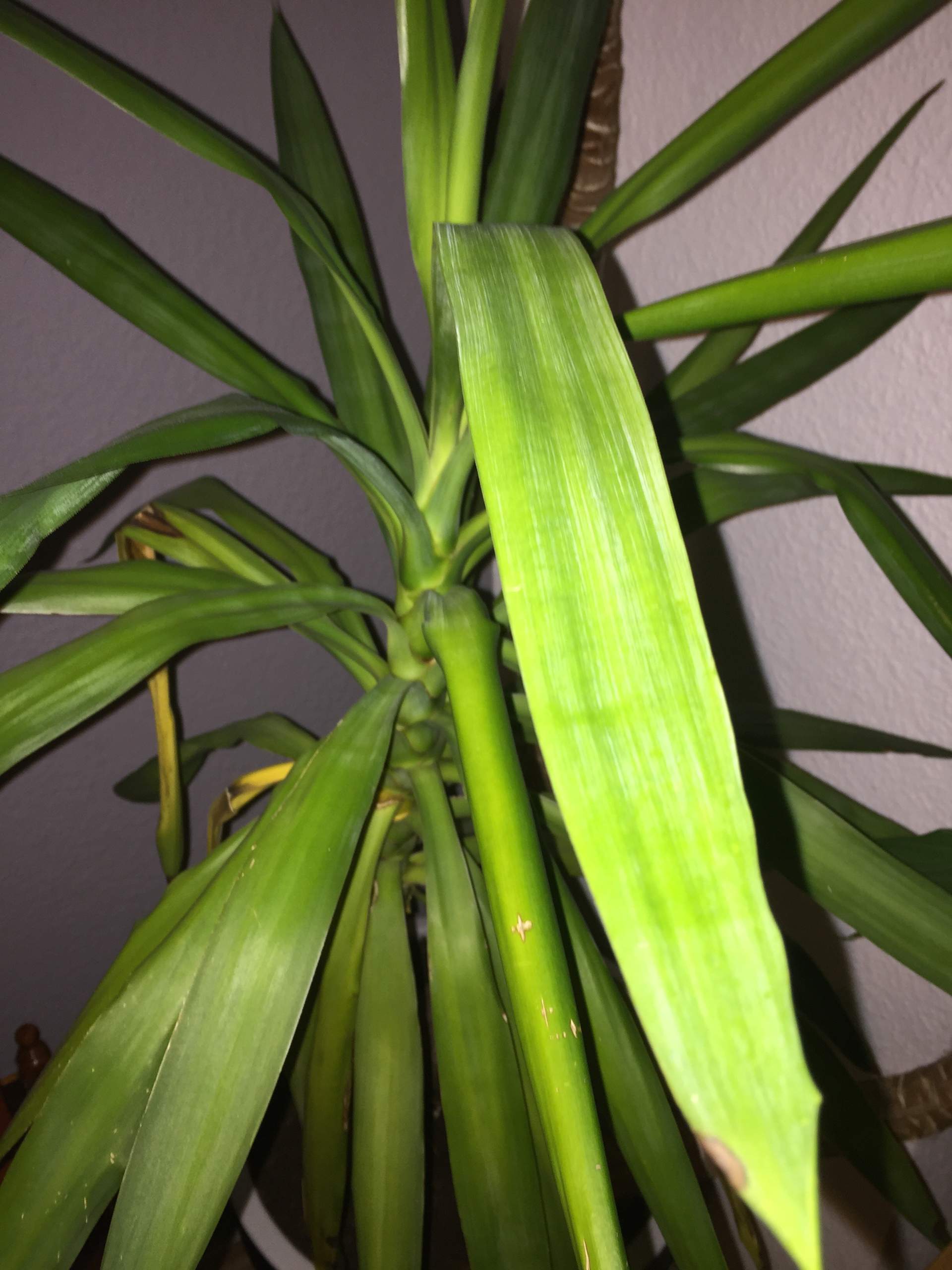Wer kann mir sagen, wieso meine YUCCA gelbe Blätter bekommt? (Pflege