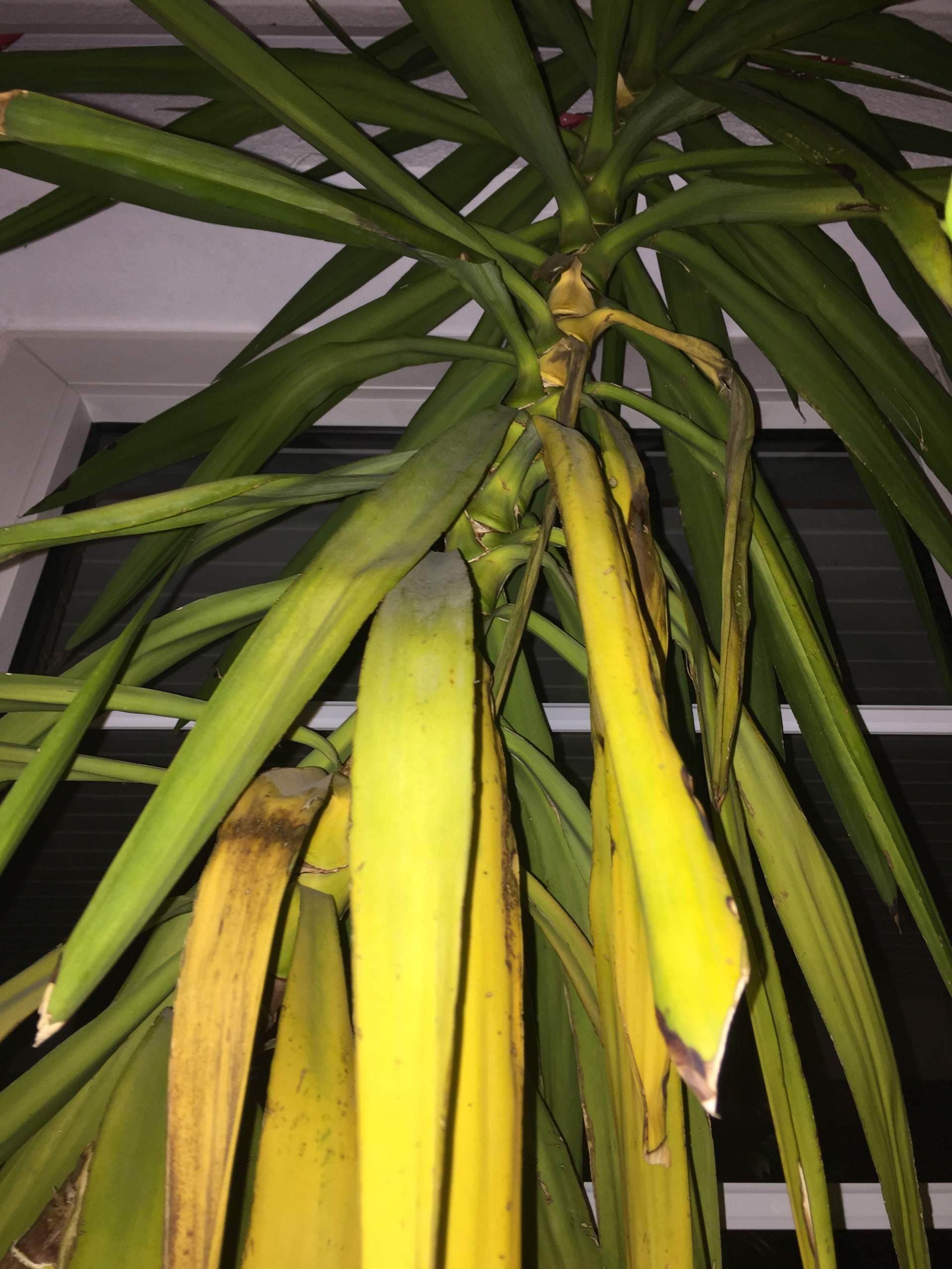 Wer kann mir sagen, wieso meine YUCCA gelbe Blätter bekommt? (Pflege