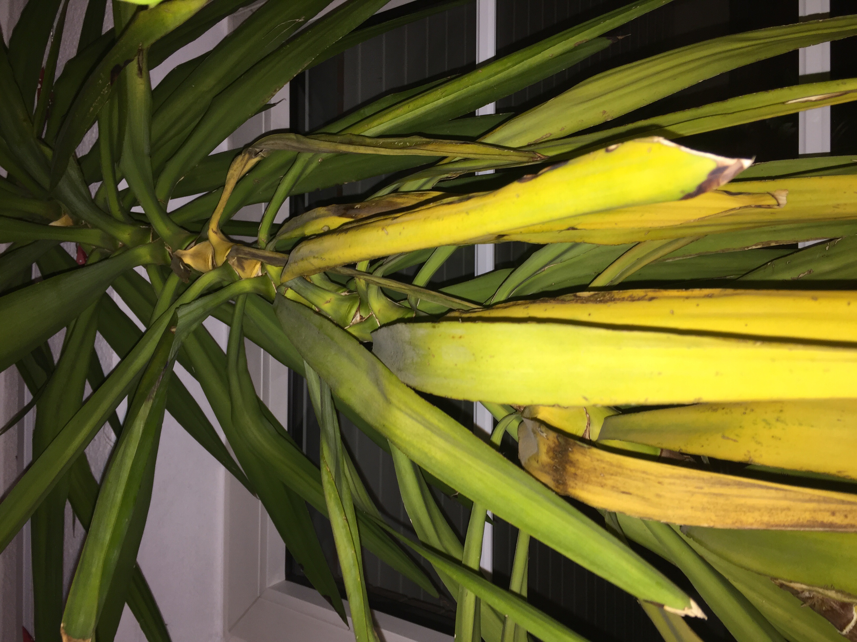 Wer kann mir sagen, wieso meine YUCCA gelbe Blätter bekommt? (Pflanzen