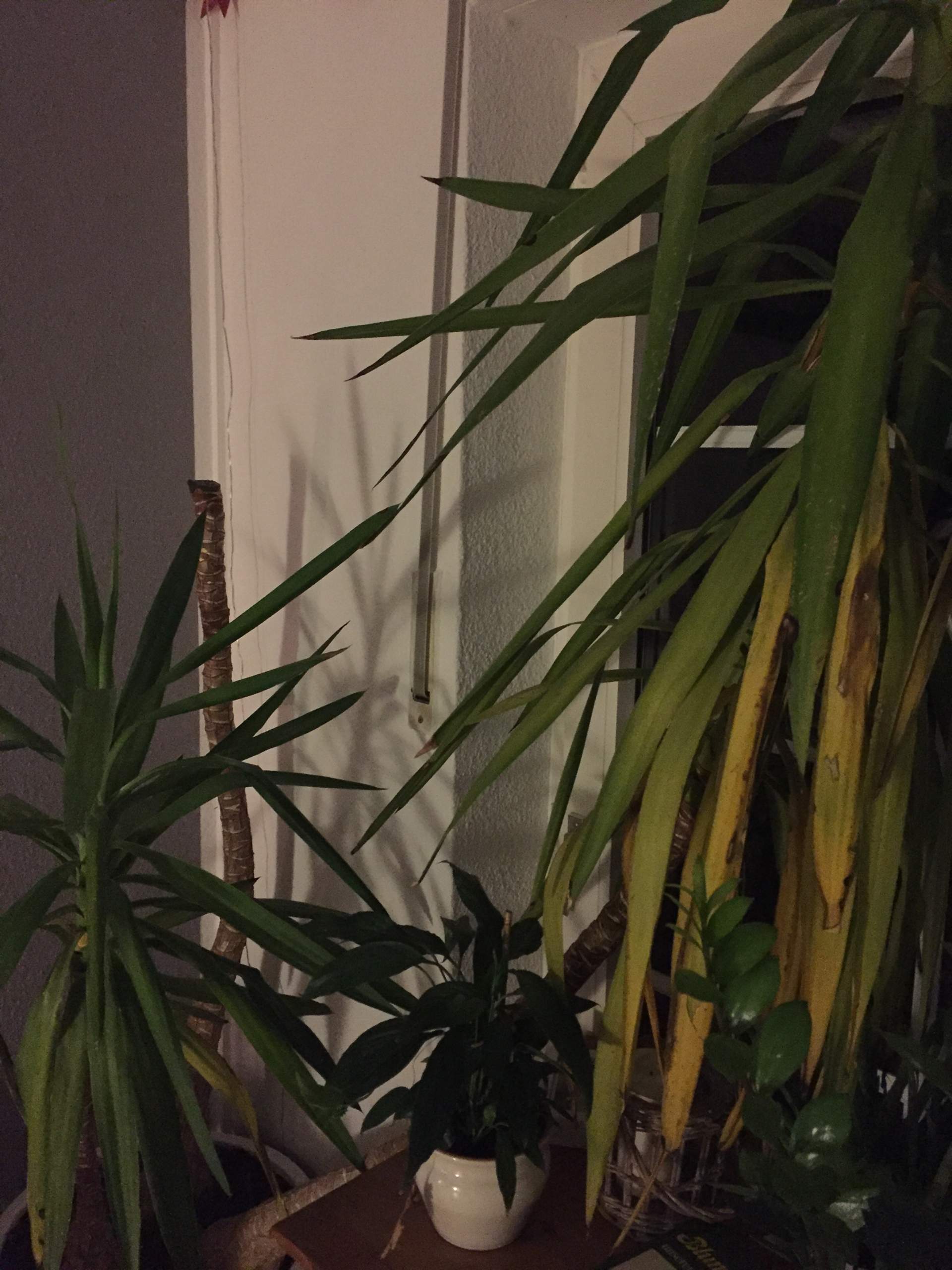 Wer kann mir sagen, wieso meine YUCCA gelbe Blätter bekommt? (Pflege