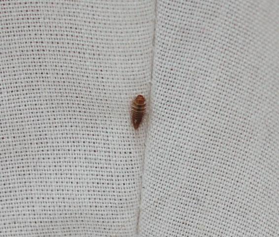 Hilfe Wichtig Was Sind Das Fur Tiere Insekten Juckreiz