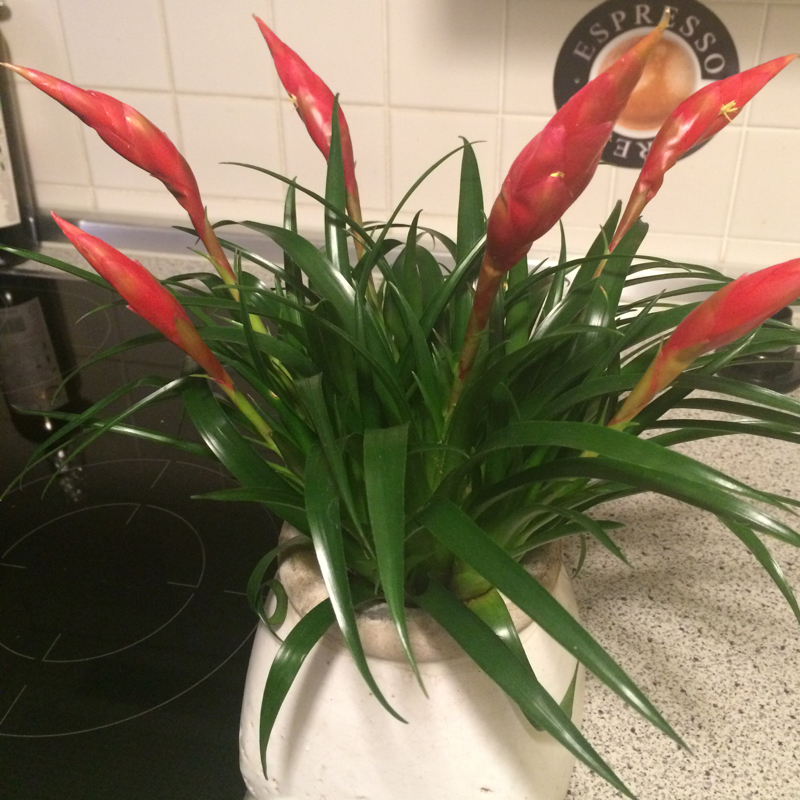 Hilfe wie heißt die Pflanze/ Blume (Pflanzen, Blumen)