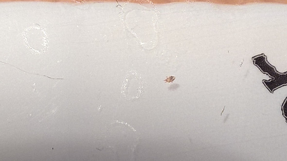 Was Fur Insekten In Meinem Zimmer Mit Fotos Ungeziefer Vk