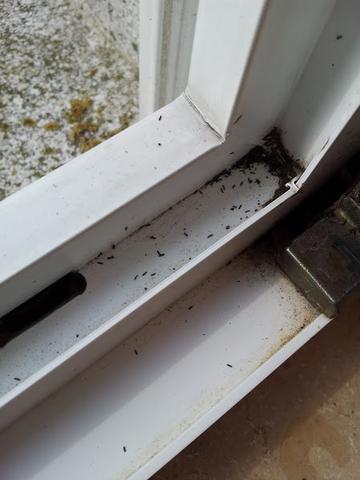 Fensterrahmen - (Insekten im Haus)