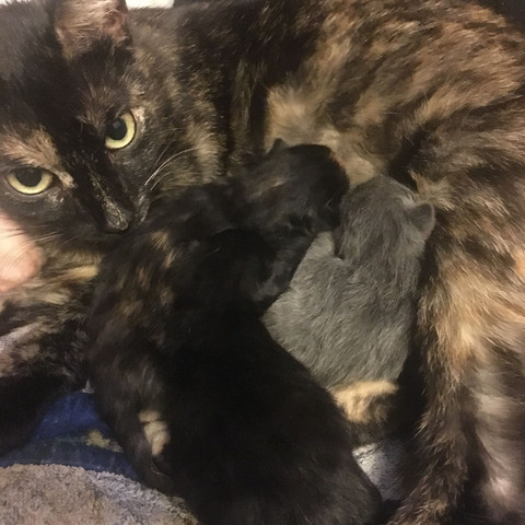 Hilfe Wo Ist Das Katzenbaby Tiere Katze Sorgen