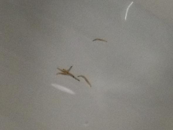 Hilfe Wurmer In Der Toilette Und Wasser Riecht Chemisch Mit Bildern Gesundheit Haushalt Hilfe Wurmer In Der Toilette Und Wasser Riecht Chemisch Mit Bildern Gesundheit Haushalt