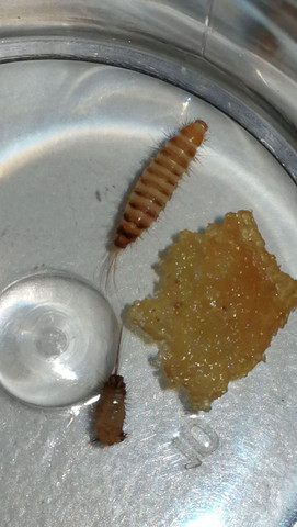 Hilfe Wurmer Oder Maden Im Sofa Und Im Bett Was Ist Das Fur Eine