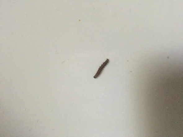 Hilfe Zuhause im Badezimmer Was ist das für eine Raupe/ Maden