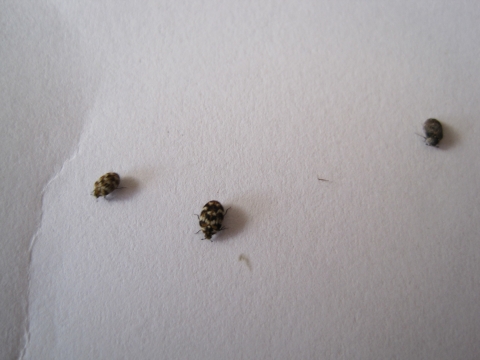 Evolution wand Evolution wand