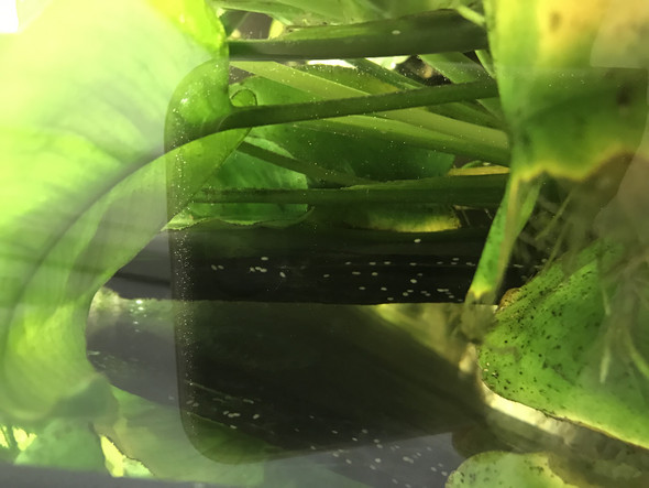 Hilfe. Was sind das für Eier AQ? (Tiere, Wasser, Natur)