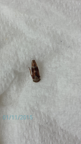 Hilfe Ich Habe Heute Diese Kleine Insekten In Der Wohnung Gesehen