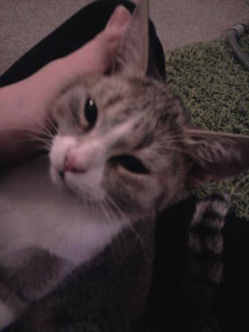 hilfe ist unsere katze trotz sterilisation schwanger haustiere katzen