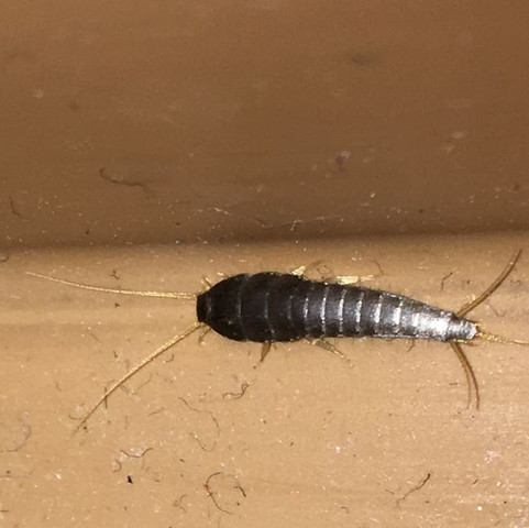 Hilfe Komische Insekten Im Bad Wer Weiss Was Daruber Hygiene