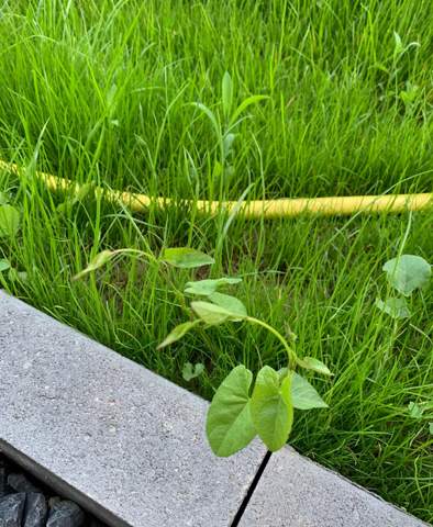 Hilflos! Welches Unkraut ist das? (Pflanzen, Garten, Rasen)
