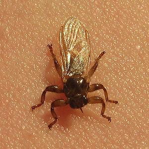 mysteriöses insekt australien
