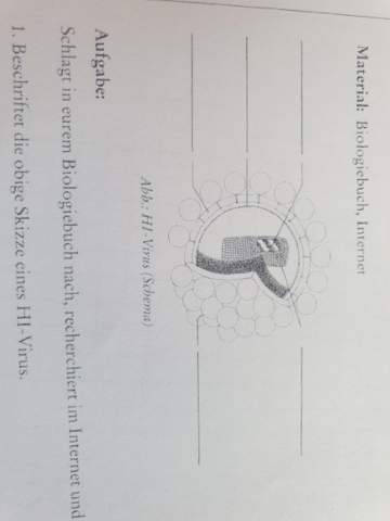 Hiv Bio Klasse 9? (Biologie, Gymnasium)