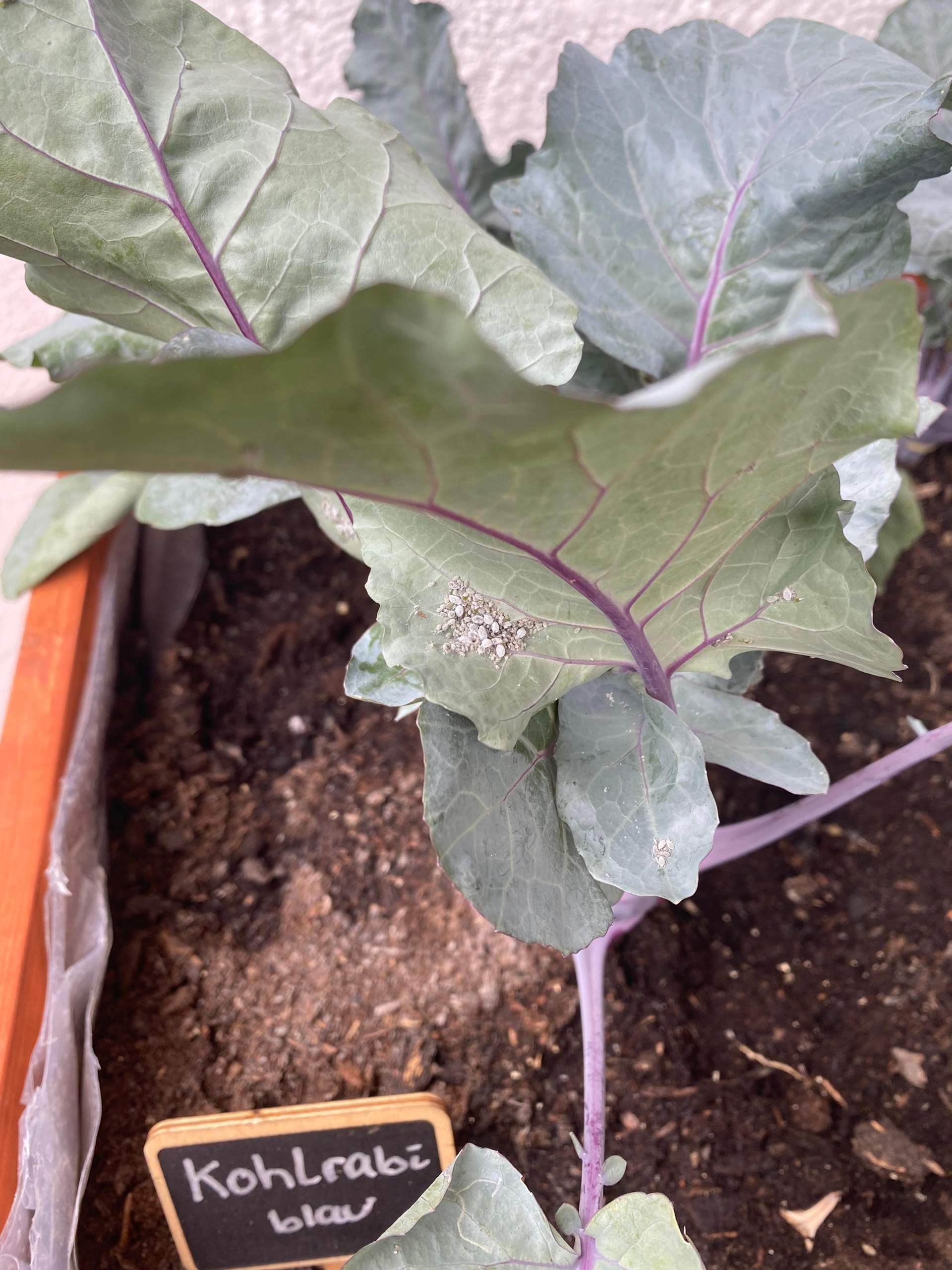 Hochbeet Kohlrabi Schädlinge? (Gemüse, Pflanzenpflege